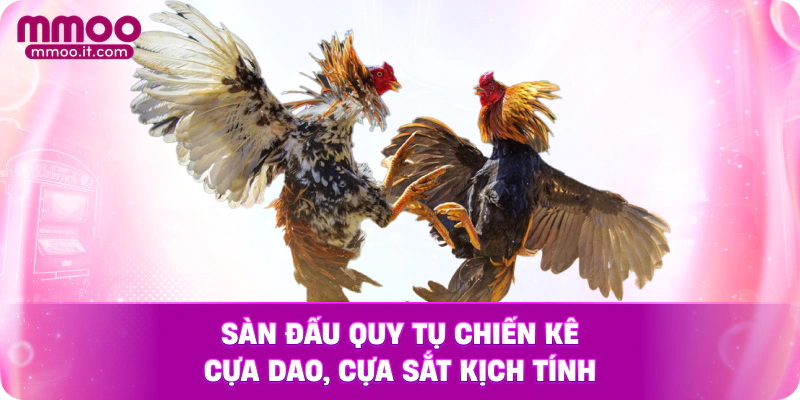 Sàn đấu quy tụ chiến kê cựa dao, cựa sắt kịch tính.